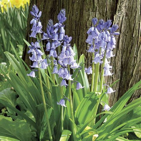 woody hyacinth|wood hyacinth deer resistant.